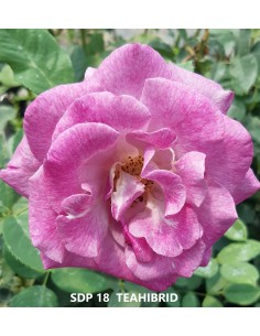 Trandafir teahibrid SDP 18...