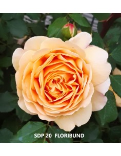 Trandafir floribund SDP 20