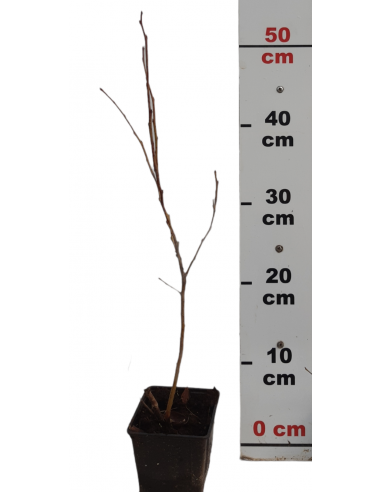 Afin de cultura anul 3 Nelson la...