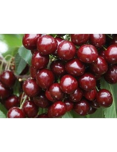 Cires Bigarreau Burlat