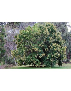 Castan Comestibil - altoit... 2