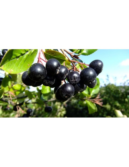 Suc presat la rece de Aronia 80 % si Afine 20 % produs 100 % NATURAL.