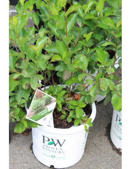 Planta Aronia melanocarpa 4 ani - 60-70 cm pe rod - Puieti de Aronia_Blackchokeberry_1200x1200.jpeg