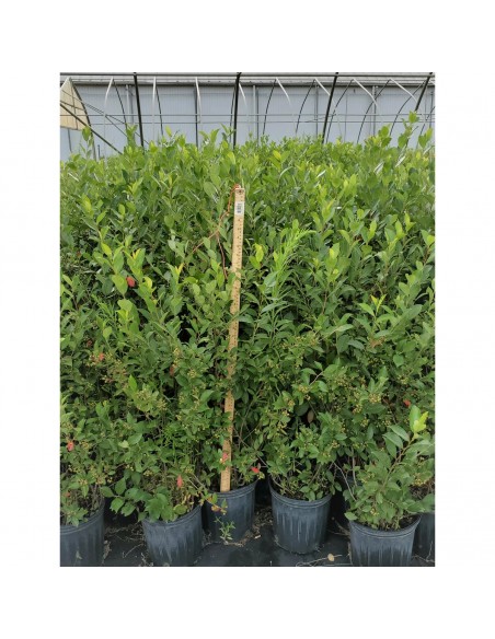 Planta Aronia melanocarpa 4 ani - 60-70 cm pe rod - Puieti de Aronia_Blackchokeberry_1200x1200.jpeg
