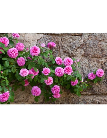 Dulceta de Trandafiri 200 gr NATURALA 100%