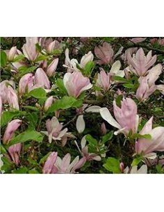 Magnolie Henry Kern  1 - 1,2 m