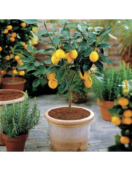 Lamai Trifoliat de Vanzare. Lamai in Ghiveci - Citrus Limone 4 ani