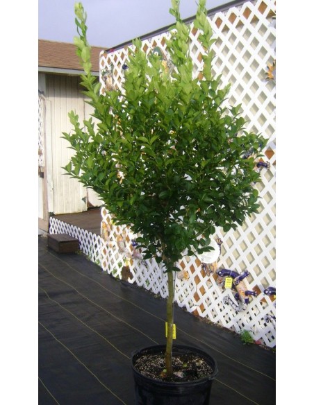 Lamai Trifoliat de Vanzare. Lamai in Ghiveci - Citrus Limone 4 ani