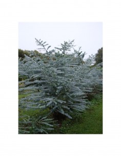 Eucalipt gunnii - Tasmanian...
