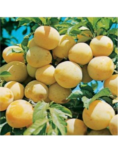 Prun galben D oullins 1.5 -...