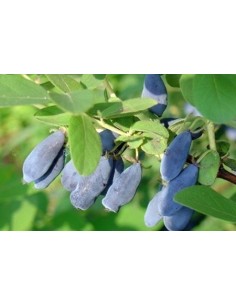 Lonicera var. kamtschatica...