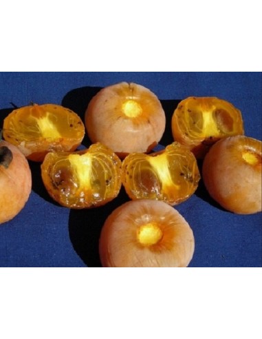 Kaki John Rich - 25 °C 1.1 -1.2 m... Kaki John Rich - 25 °C 1.1 -1.2 m...