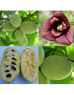 Banana Nordului ( paw paw )...