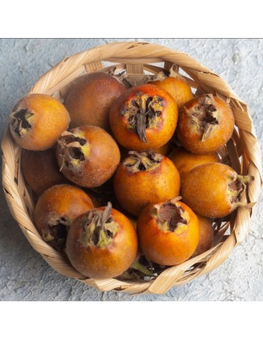 Moșmon la GHIVECI 1.2  - 1.4 m