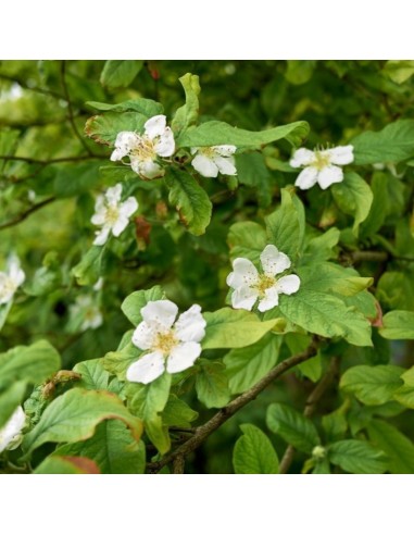 Moșmon la ghiveci, 2 ani, 0,7- 1.2 m,... Moșmon la ghiveci, 2 ani, 0,7- 1.2 m,...