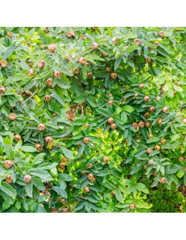 Moșmon la ghiveci, 2 ani, 0,7- 1.2 m,... Moșmon la ghiveci, 2 ani, 0,7- 1.2 m,...