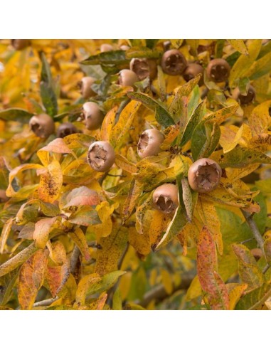 Moșmon la GHIVECI 1.2  - 1.4 m