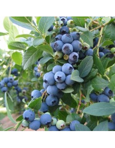 Afin Bluecrop 3 ani, în...