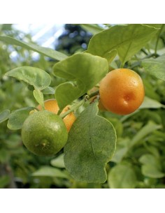 Calamondin