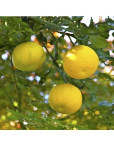 Lămâi Yuzu rezistent la ger