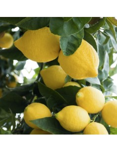 Lămâi Quattro Stagione