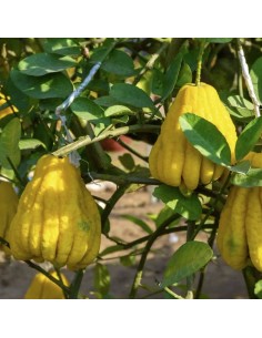 Lămâi Mâna lui Buddha