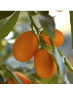 Kumquat