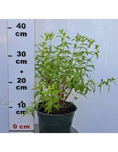 Lippia citriodora (verbină... 2