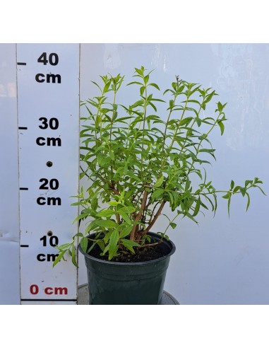 Lippia citriodora (verbină de lămâie)...