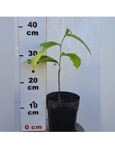 Asiminia triloba - Paw Paw... 2