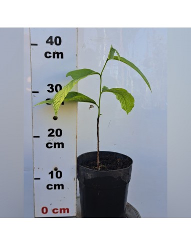 Asiminia triloba - Paw Paw 20 - 25 cm...