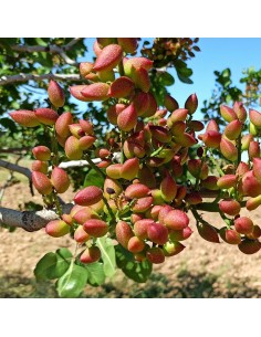 Familie fistic - mascul...