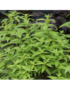 Lippia citriodora (verbină...