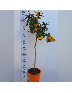 Kumquat 2