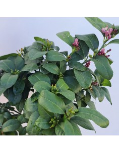 Limetta Rosa (Citrus...