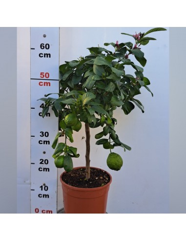 Limetta Rosa (Citrus limetta rosa) in...