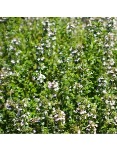 Thymus vulgaris - Cimbrisor...