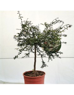 Limone caviale (Finger lime... 2