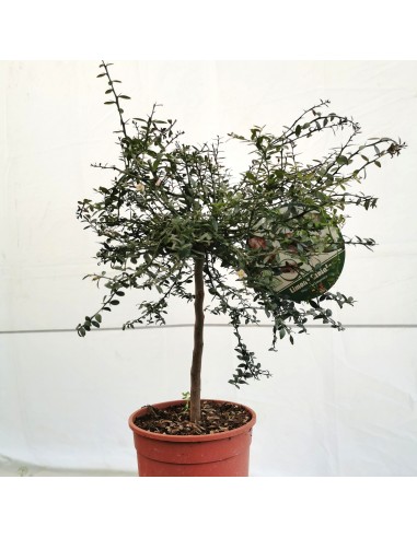 Limone caviale (Finger lime...