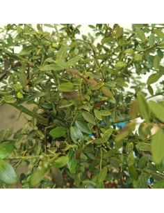 Limone caviale (Finger lime...