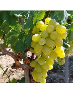 Vita de vie de masă...