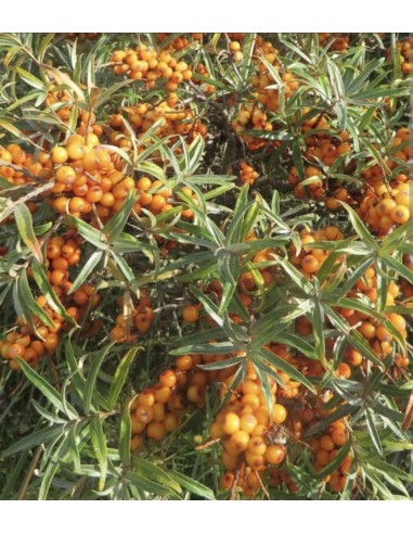 Catina autofertila - Hippophea...