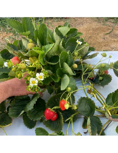 Stoloni capsuni remontante - Pachet 5...