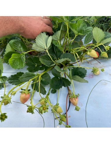 Stoloni capsuni remontante - Pachet 5...