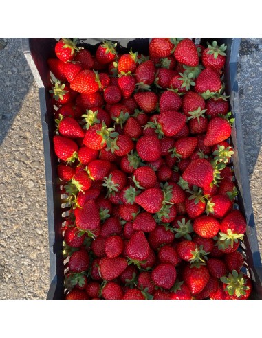 Stoloni capsuni remontante - Pachet 5...