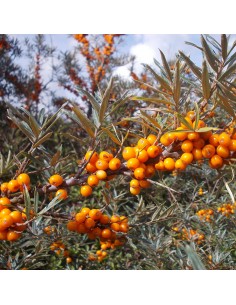 Catina autofertila -...