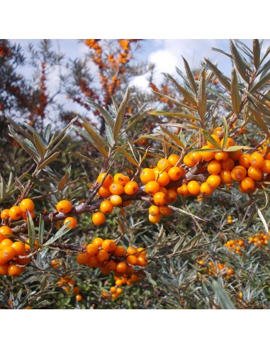 Catina autofertila - Hippophea...