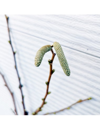 Alun - butasi cu radacina nuda, 60-80 cm