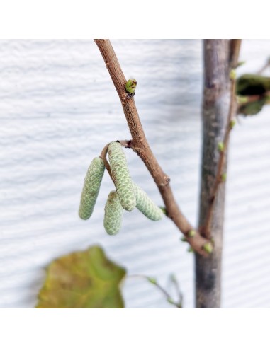 Alun - butasi cu radacina nuda, 60-80 cm