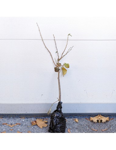 Alun - butasi cu radacina nuda, 60-80 cm